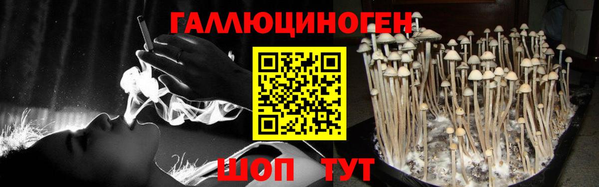 Галлюциногенные грибы Psilocybe Майкоп